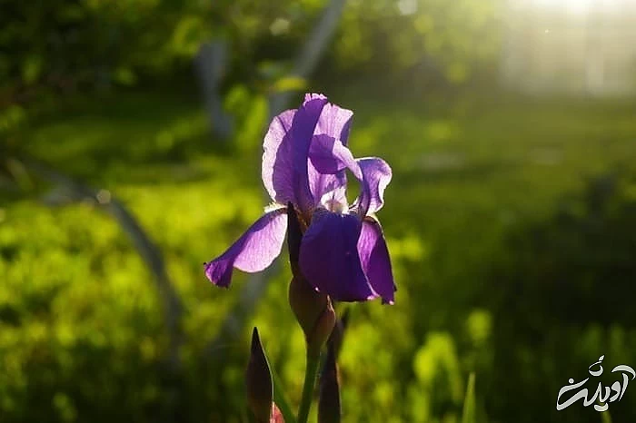گیاه خطرناک برای سگ ها زنبق